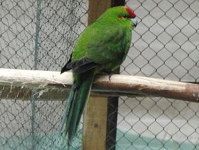 Kakariki Verde